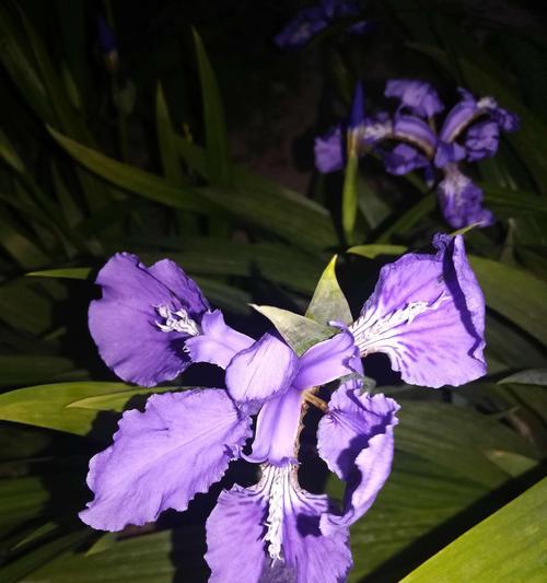 鸢尾花语与象征意义全解析（探究各色鸢尾花的意义，了解鲜花背后的秘密）