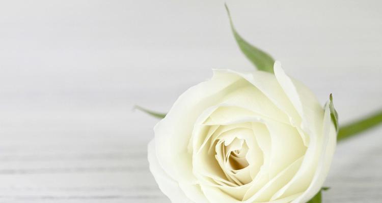 白玫瑰之爱（探寻11朵白玫瑰的花语含义）