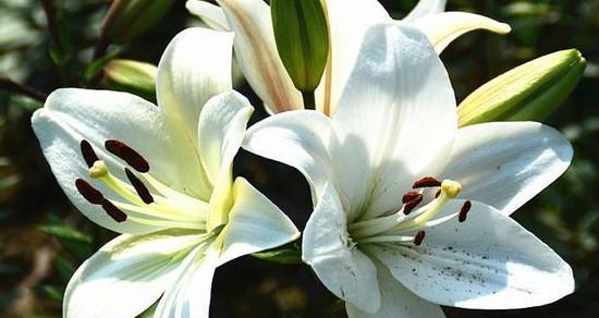 白百合花花语解读（探寻白百合的神秘和美丽）