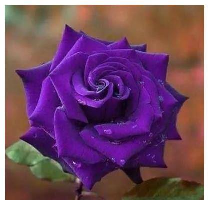 解读紫玫瑰花语（探究紫玫瑰的含义及象征意义）