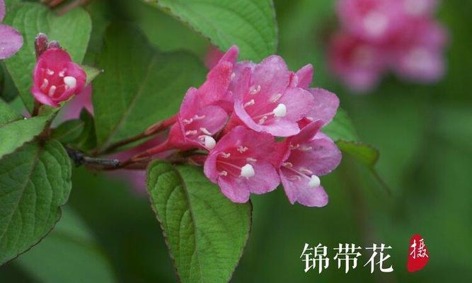 探秘锦带花花语（解读锦带花的神秘语言，让你更了解花语文化）