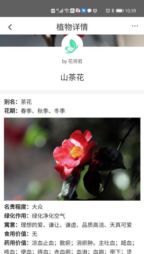 山茶花的寓意（揭示山茶花的美丽寓意及其象征意义）