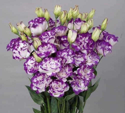 探究紫色洋桔梗的花语和寓意（神秘的紫色花朵，象征着什么？）