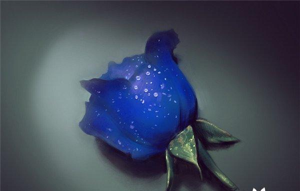 碎冰蓝玫瑰花语与寓意（唯美的蓝色花卉传递的深刻含义）