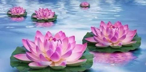 莲花之美（解析莲花的象征意义）