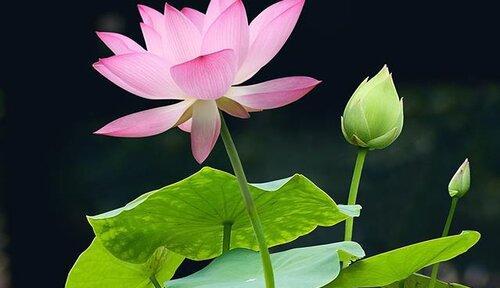莲花之美（解析莲花的象征意义）