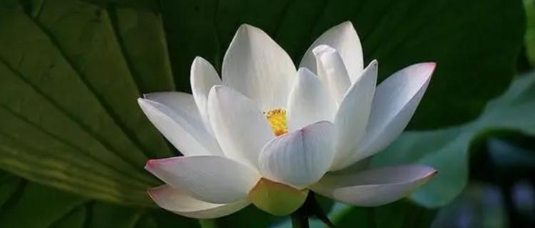 莲花之美（解析莲花的象征意义）