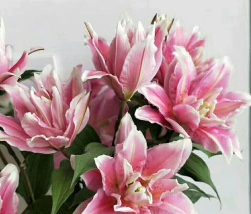 探寻粉色百合的花语（解析美丽而深刻的含义，感受其独特魅力）