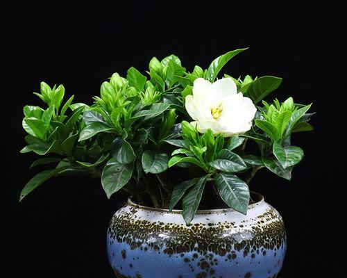 栀子花花期多久开花（探究栀子花开花过程及花期长短）