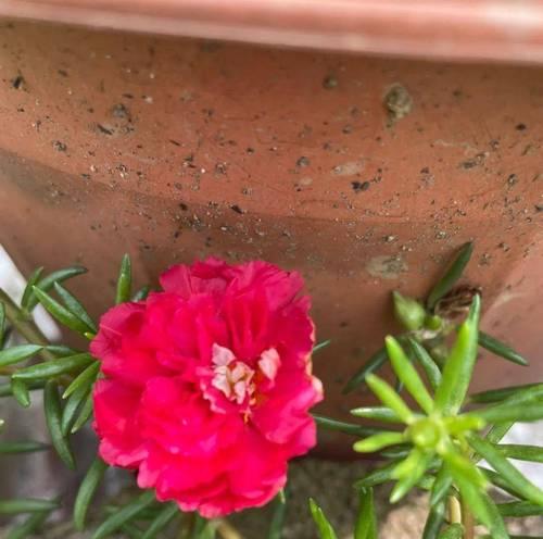 重瓣太阳花种植技巧（如何在家中种植美丽的重瓣太阳花）