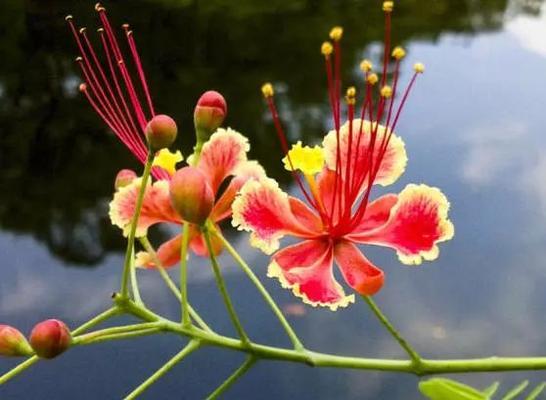 金凤花病虫害防治方法（从根源入手，打造健康美丽的金凤花园）