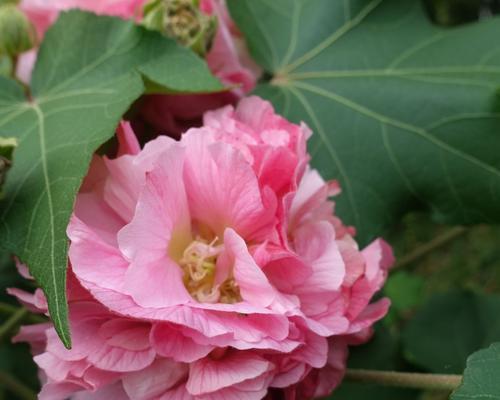 芙蓉花-花开于水，人生如花（水上明珠，风华绝代）