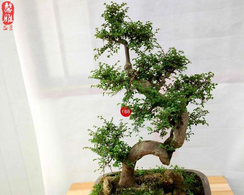 认识榔榆树（一种常见的优美树种）