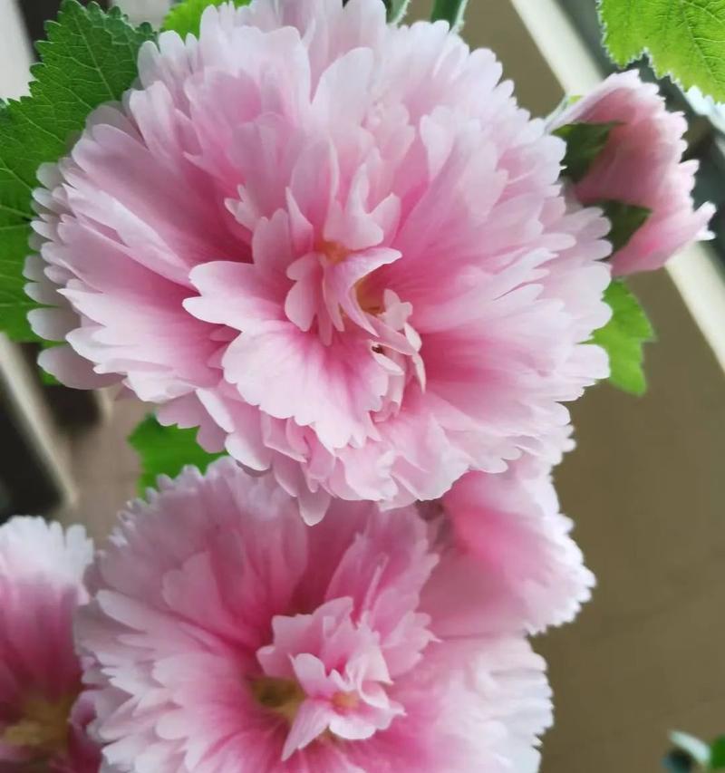 盆栽芙蓉花怎么养（打造家居花园，让盆栽芙蓉花亮相你的家）