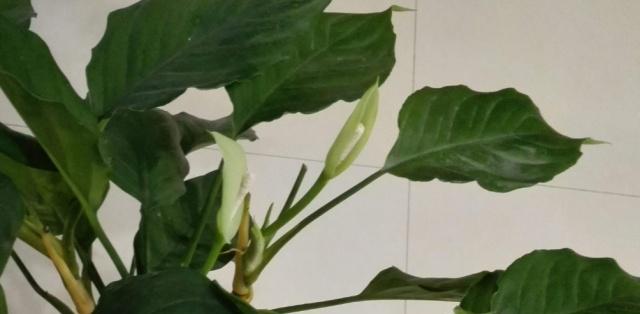 日本万年青种植全攻略（从选种到收获，轻松掌握万年青的种植技巧）