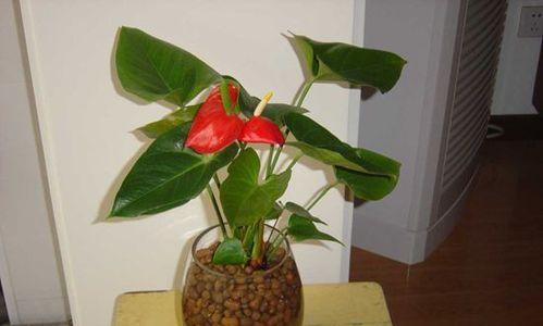 夏天红掌叶子发黄，教你如何护理（红掌叶子发黄原因与解决方案，让你的红掌更加美丽）