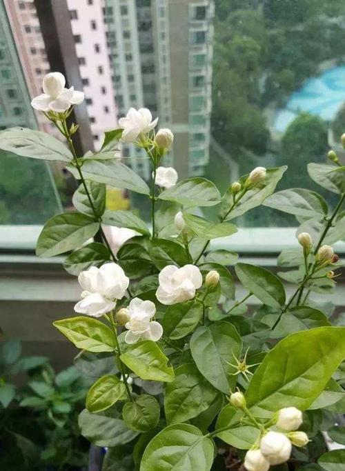 茉莉花的喜阳性和适宜的养护方式（晒太阳也可以是茉莉花的好朋友）