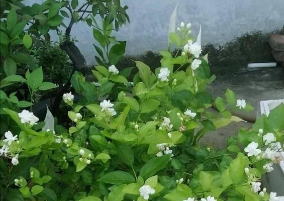 茉莉花的喜阳性和适宜的养护方式（晒太阳也可以是茉莉花的好朋友）