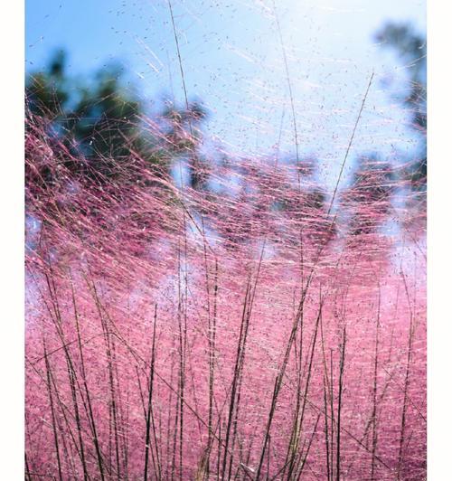 探秘粉黛花的妙用（从历史到现代，一朵花的多重魅力）