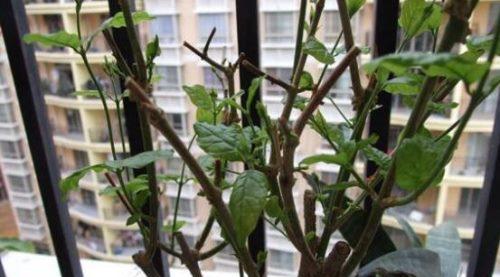 茉莉的养殖与修剪（打造芳香四溢的茉莉花园）