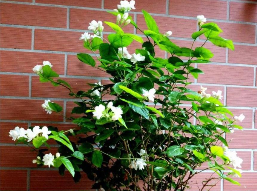 茉莉的养殖与修剪（打造芳香四溢的茉莉花园）