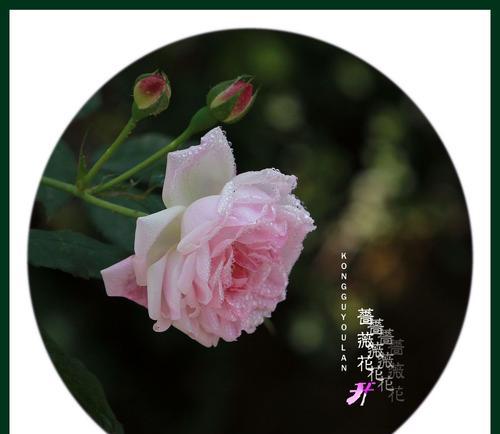 蔷薇盛放，花开满园（探寻蔷薇开花奥秘，争做蔷薇种植高手）