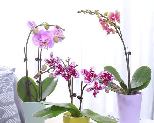 蝴蝶兰开花期（了解蝴蝶兰花期，享受花香美景）