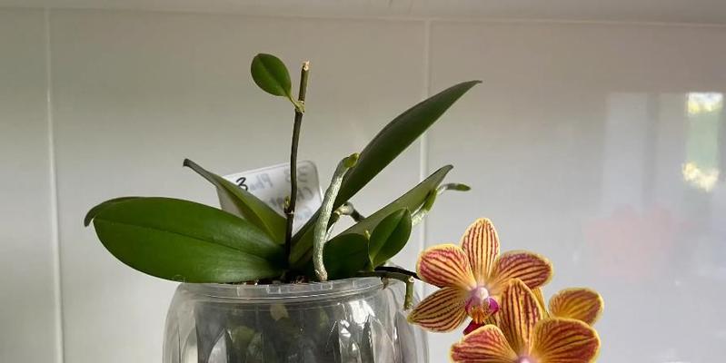蝴蝶兰开花期（了解蝴蝶兰花期，享受花香美景）