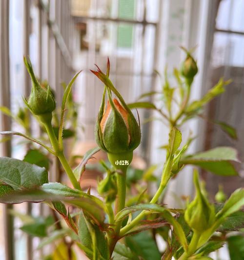 春天养花正确姿势（打造缤纷花海，）