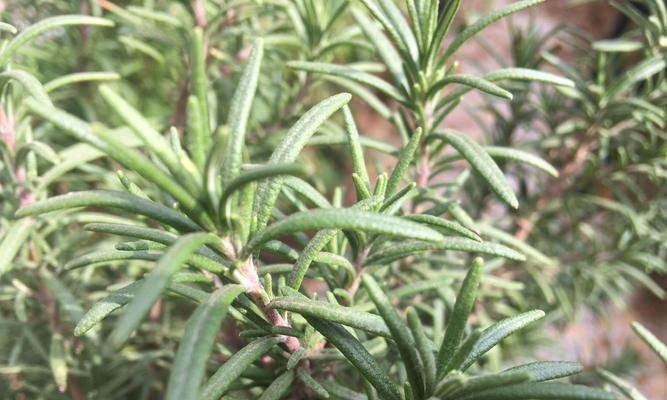 迷迭香的种植技术与管理（如何让迷迭香长得更好）