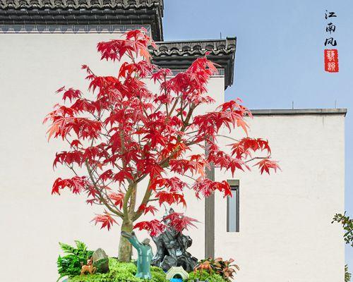 打造红枫盆栽的完美养护方案（红枫盆栽怎样养护最佳？让你的盆栽成为窗前一抹绚丽）