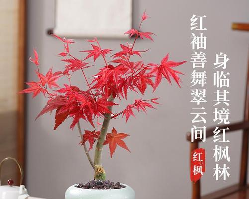 打造红枫盆栽的完美养护方案（红枫盆栽怎样养护最佳？让你的盆栽成为窗前一抹绚丽）