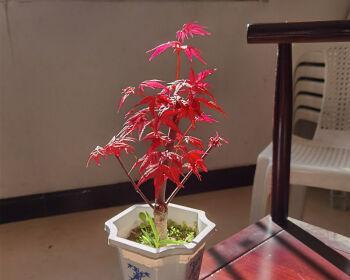 打造红枫盆栽的完美养护方案（红枫盆栽怎样养护最佳？让你的盆栽成为窗前一抹绚丽）