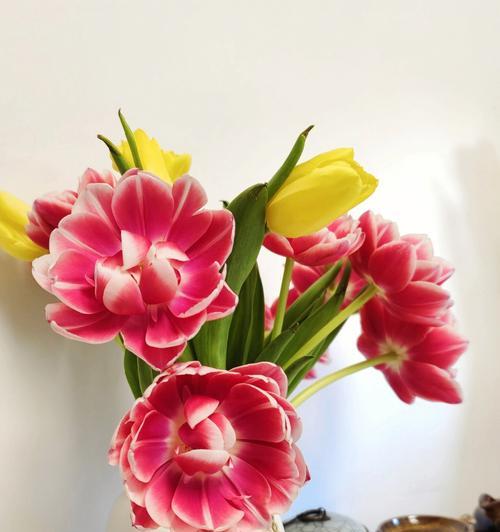 郁金香花果期的科学管理方法（了解花果期，让郁金香更美丽）