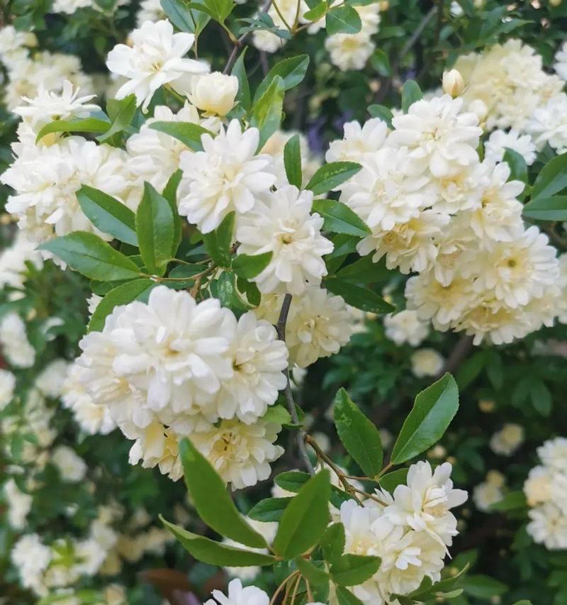 木香花栽种时间详解（最佳月份选择和注意事项）