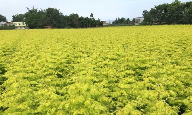 如何种植水杉树（从选址到养护，全面了解水杉树种植）