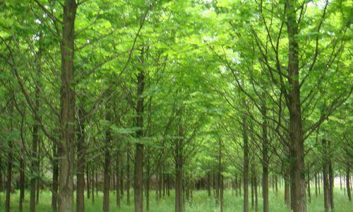 如何种植水杉树（从选址到养护，全面了解水杉树种植）