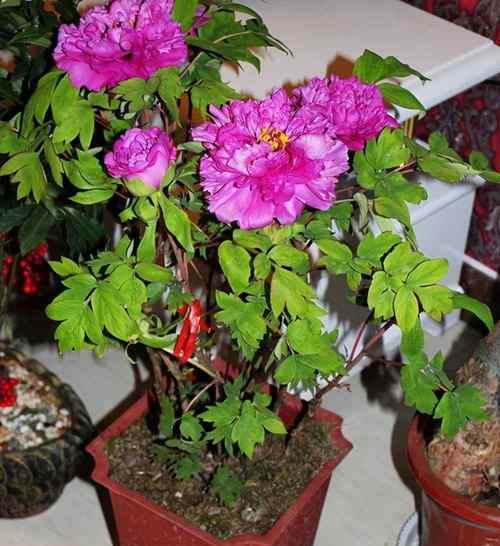 如何养好牡丹花（从土壤选择到剪枝护理，打造美丽的牡丹花园）