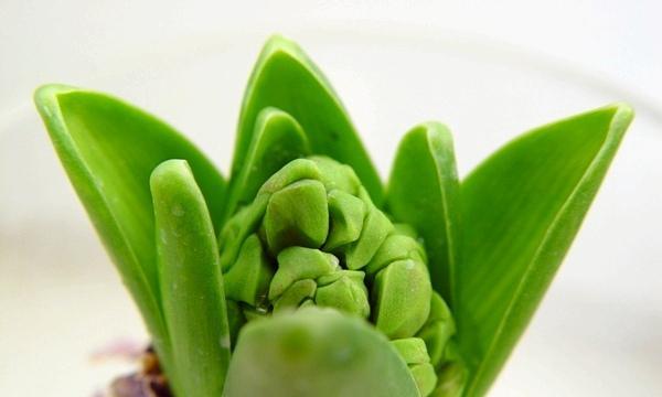 风信子有毒吗？解密风信子的毒性成分（了解风信子中的毒性成分，避免风信子中毒）