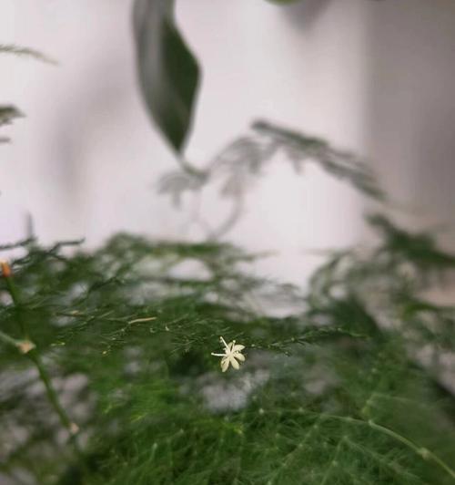 文竹开花之谜（揭秘文竹开花的原因和方法）