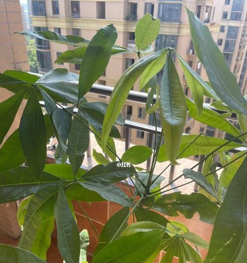 发财树养殖与修剪指南（打造你家的绿色财富，从发财树开始）