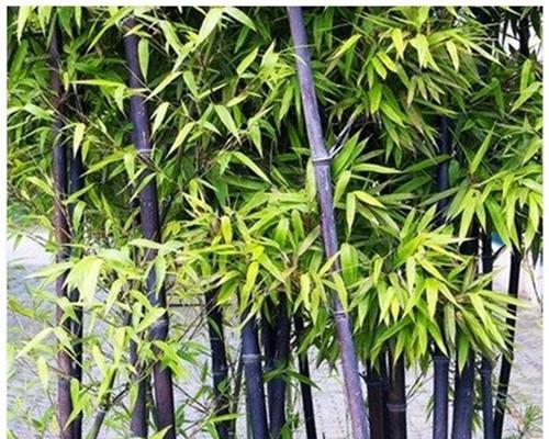 打造理想庭院的最佳选择——竹子（探寻最适合庭院种植的竹子品种）