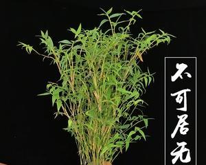 打造理想庭院的最佳选择——竹子（探寻最适合庭院种植的竹子品种）