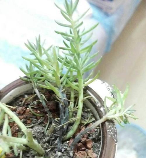 多肉夏季烂根挽救方法（多肉植物夏季出现烂根的原因及应对措施）