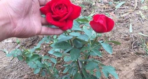丰花月季养护指南（如何打理健康美丽的月季花园）