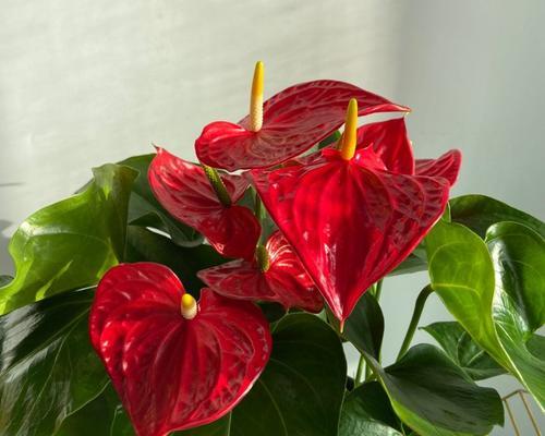 火鹤的家庭养法（从选购到养殖，一步步让你成为火鹤专家！）