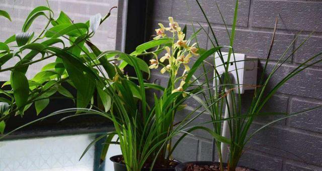 从入手到成功（掌握兰花养殖技巧，让您的兰花茁壮成长）