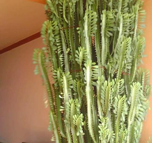 龙骨花养殖（掌握养殖技巧，让龙骨花常青常美）