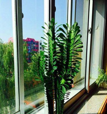 龙骨花养殖（掌握养殖技巧，让龙骨花常青常美）