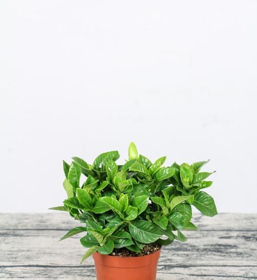 栀子花的室内养护（打造芬芳繁盛的花园空间）